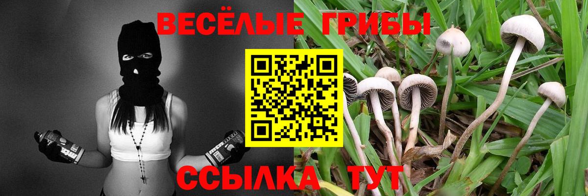 Псилоцибиновые грибы Psilocybe Заводоуковск